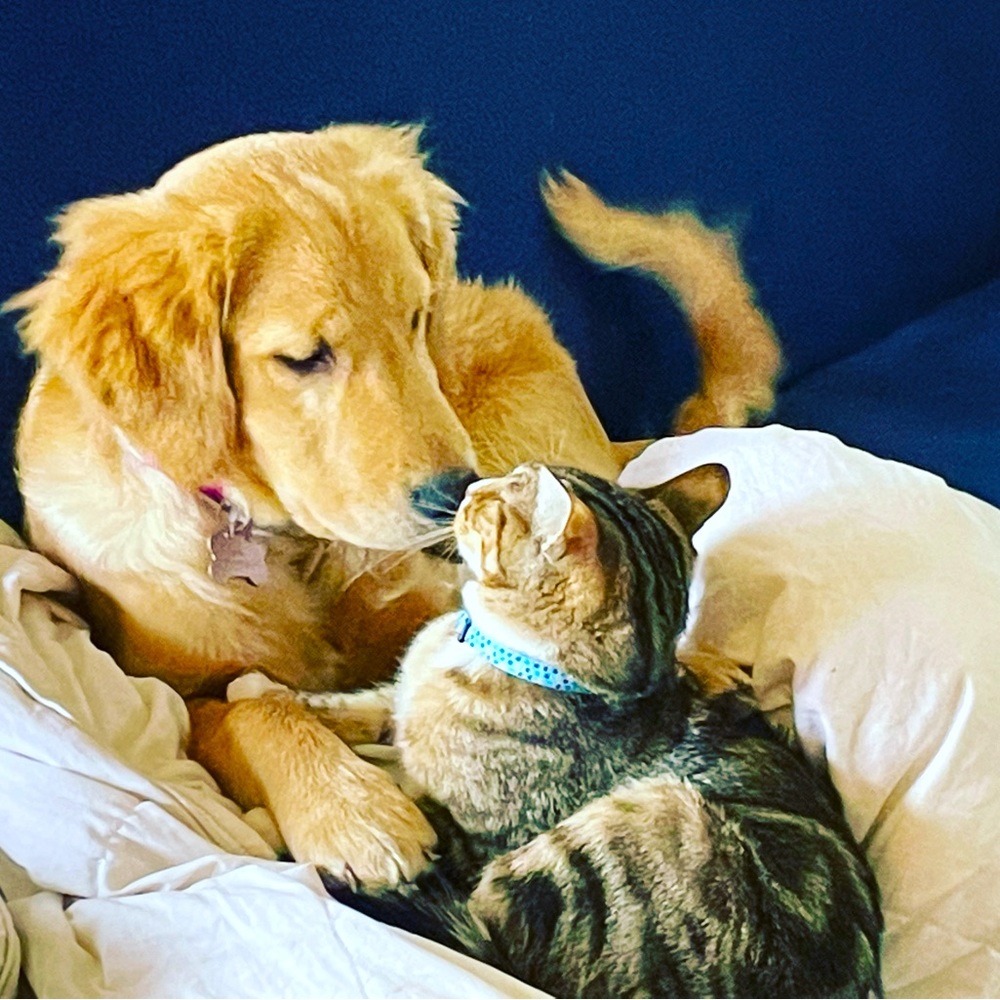 Meet your Posher, Herman